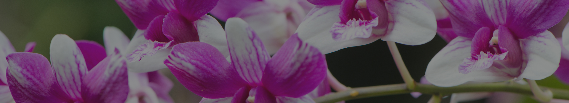 orchids banner
